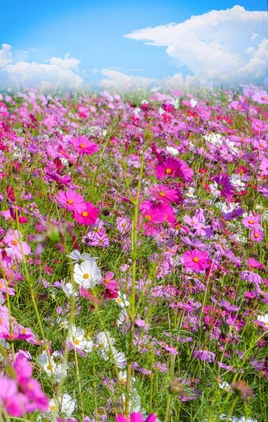 Rosa und weiße Kosmos Feld schöne Frühlingsblumen Garten blos — Stockfoto