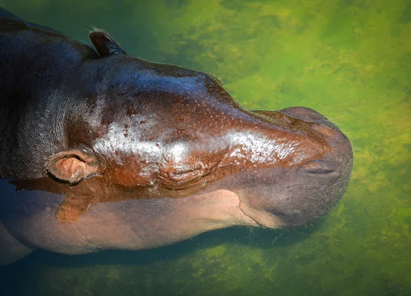 野生動物にカバ ファームで水に浮かぶカバ — ストック写真