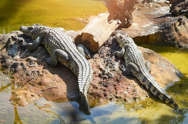 Crocodilo deitado relaxando na pedra perto da água em crocodilos f — Fotografia de Stock