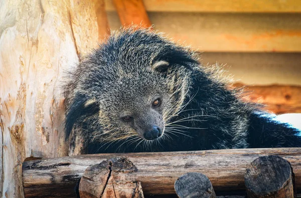 Close-up van de bearcat of arctictis Beermarter liggen slapen ontspannen — Stockfoto