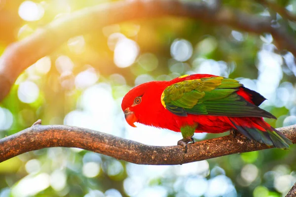 Chattering pappagallo Lory in piedi su albero ramo nuture verde indietro — Foto Stock