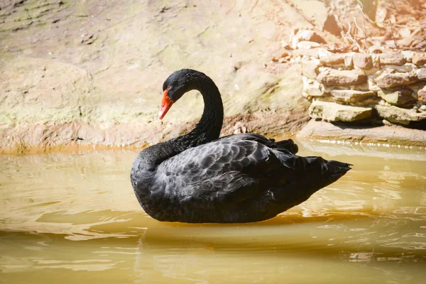 Černá labuť, koupání v rybníku v letní / černá kachna — Stock fotografie