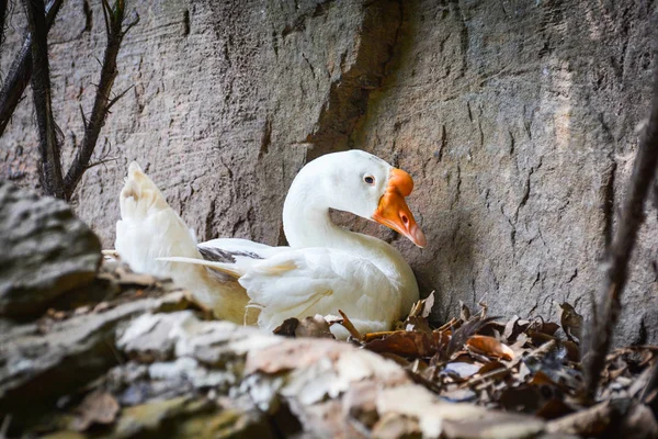 Bílá Husa kachna násadových vajec v hnízdě na zem s suché le — Stock fotografie