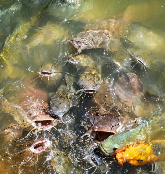 Naranja carpa dorada pescado tilapia y bagre alimentación de alimentos en wate —  Fotos de Stock