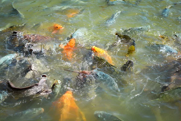Naranja carpa dorada pescado tilapia y bagre alimentación de alimentos en wate —  Fotos de Stock