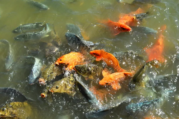 Ikan mas keemasan oranye tilapia dan ikan lele makan di wate — Stok Foto