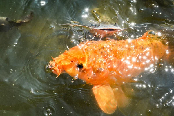 Ikan mas keemasan oranye dan ikan lele memberi makan pada surfac air — Stok Foto