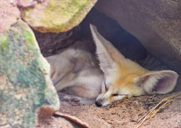 Fennec fox , Desert fox sleep in the stone cave