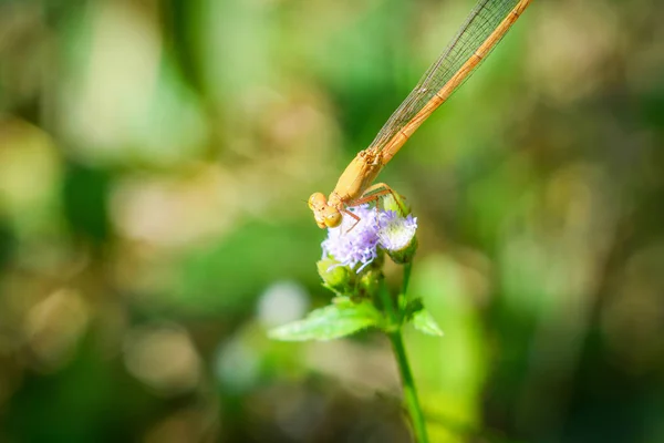 Gele dragonfly op paarse bloemen mooi op natuur groene blu — Stockfoto