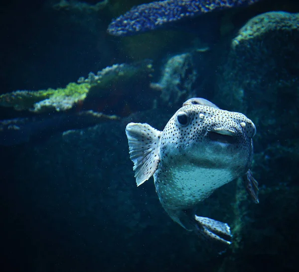 在海洋中游动海洋生物的黑河豚 — 图库照片