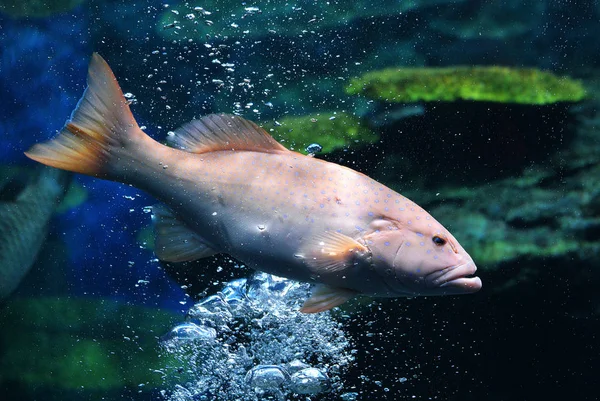 Blauw spotted grouper mariene leven van vissen onderwater Oceaan zwemmen — Stockfoto