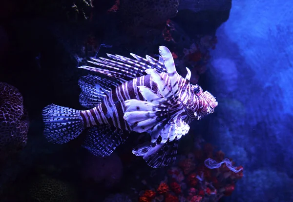 Leeuw vissen zwemmen onderwater aquarium / Pterois volitans — Stockfoto
