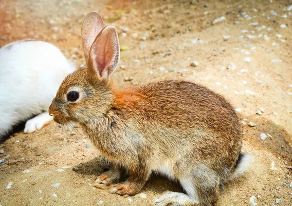 갈색 토끼 토끼 농장 동물에 바닥에 앉아 — 스톡 사진