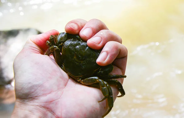 Krabben zeigen Krallen in den Flussbächen Wasser Naturwald — Stockfoto