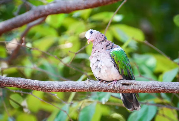Wspólne skrzydło azjatycki ptak zielony szmaragd dove siedzi na gałęzi drzewa — Zdjęcie stockowe