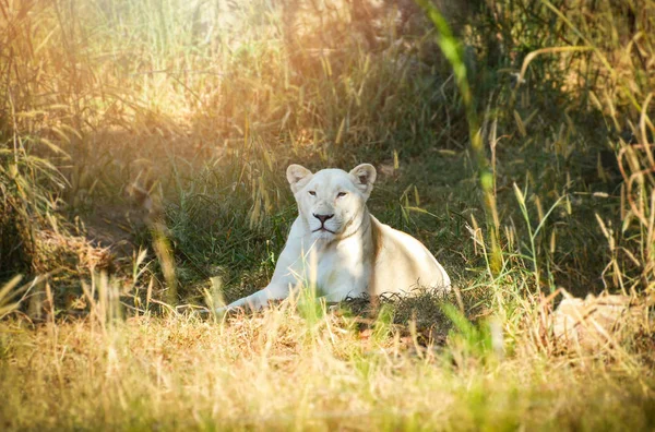 Női fehér oroszlán fekvő pihentető, fű mező szafari a na — Stock Fotó