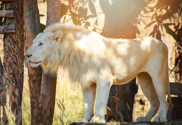 White lion standing safari in the national park / king of the Wi