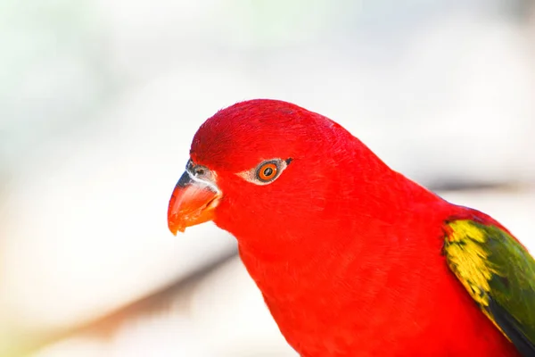 Chattering pappagallo Lory in piedi su albero ramo / bella p rosso — Foto Stock