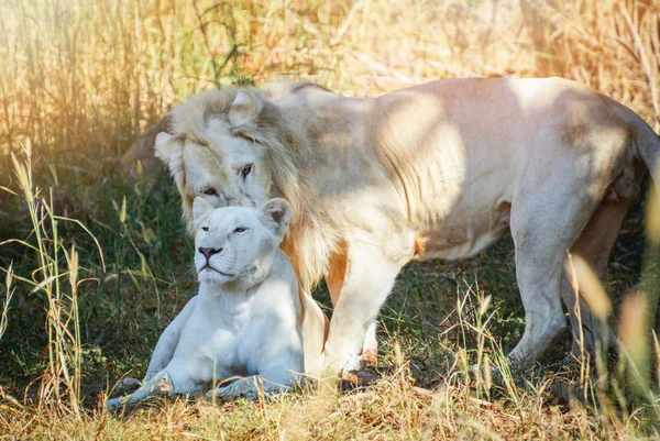 Hombre y mujer familia león blanco tumbado relajante en el campo de hierba — Foto de Stock