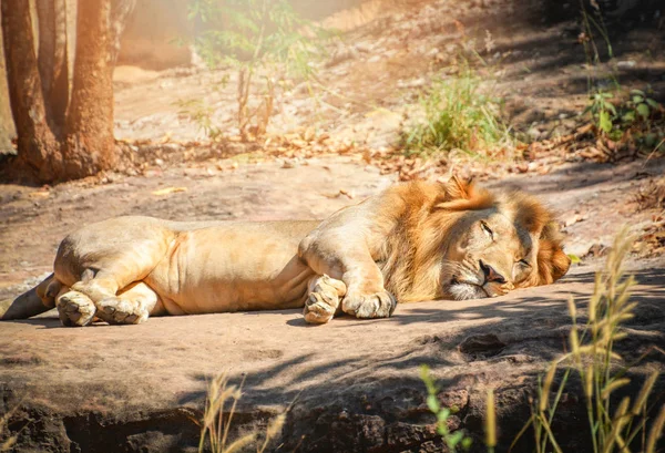 Löwe liegt entspannt auf Bodenstein-Safari im Nationalpark / — Stockfoto