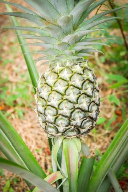 Organik tarım taze genç ananas