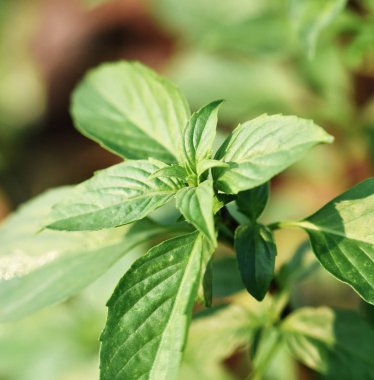 Asya fesleğen yaprağı bahçe bitki ağaç fesleğen yeşil boya