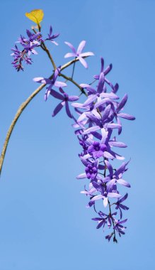 Petrea çiçek mavi gökyüzü arka plan üzerinde mor / Petrea volubilis