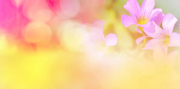 Natura rosa giallo sfondo banner / astratto colorato sfocatura bok — Foto Stock