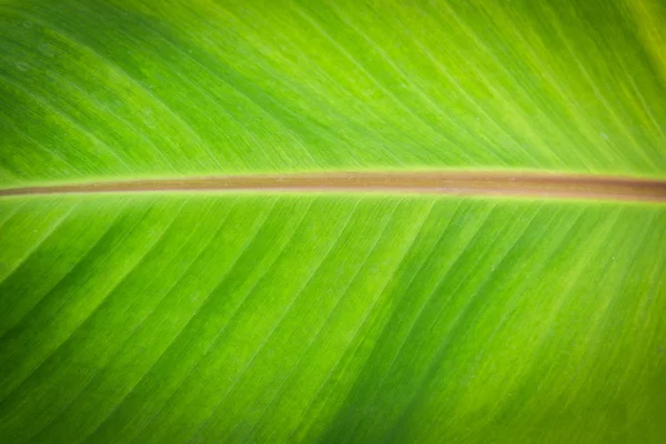 クローズ アップ バナナ リーフ パターン緑のテクスチャ背景 — ストック写真