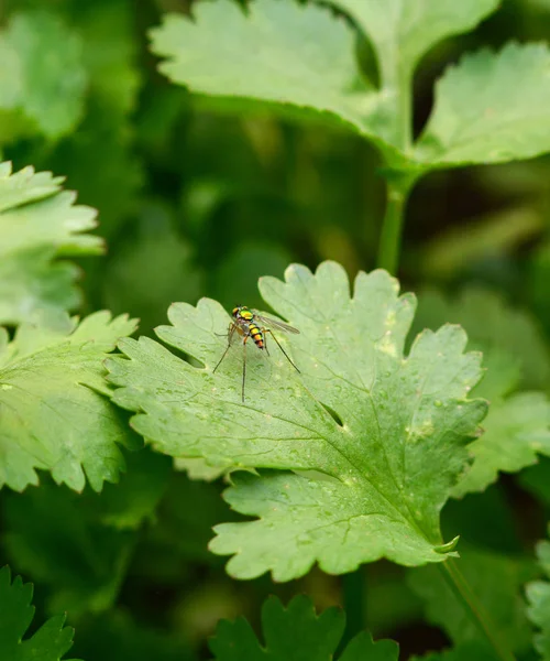 Folhas de coentro planta crescimento verde no campo vegetal orgânico g — Fotografia de Stock