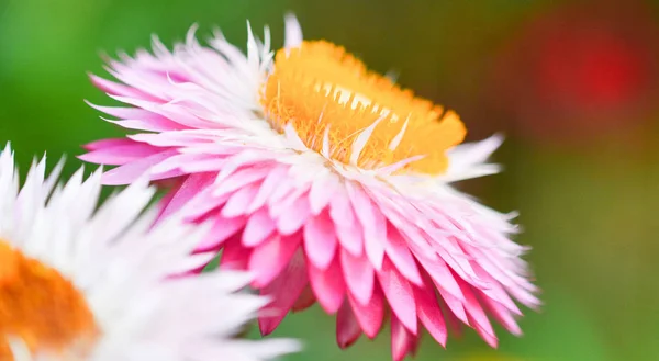 Mooie stro bloem of eeuwige bloem bloei komt in de spri — Stockfoto