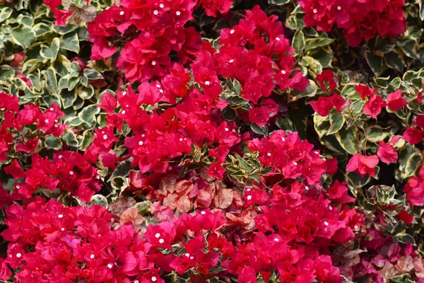 Mooie rode bougainvillea bloem achtergrond met bladeren blosso — Stockfoto