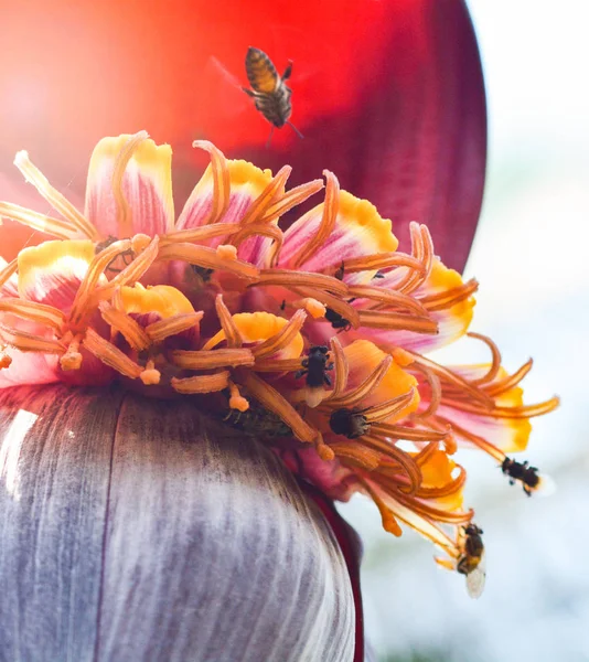 Flor de plátano o flor de capullo de plátano en el árbol con encuesta de abejas insectos — Foto de Stock