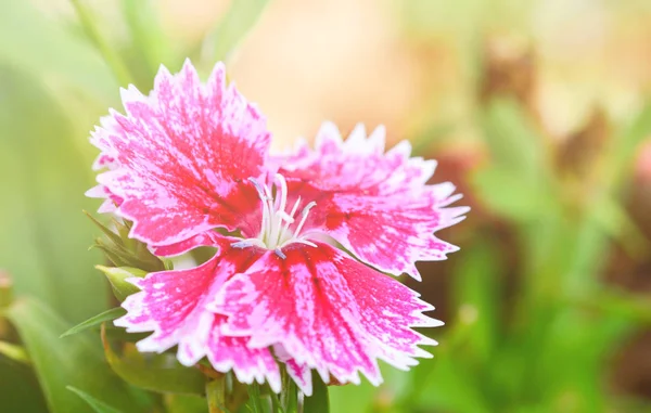 Flor de Dianthus rosa y blanca floreciendo en el hermoso jardín —  Fotos de Stock