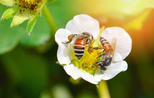 Insekten Biene auf weißen Blüten / Nahaufnahme Biene sammelt Pollen — Stockfoto