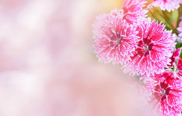 Flor de Dianthus rosa y blanca floreciendo en el hermoso jardín — Foto de Stock
