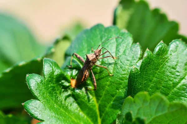 Комаха жувальна на листі полуниця садовий зелений лист в с — стокове фото