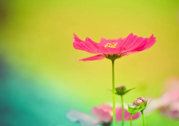 빈티지 봄 톤 정원에서 분홍색 꽃 / 코스모스 꽃 bl — 스톡 사진