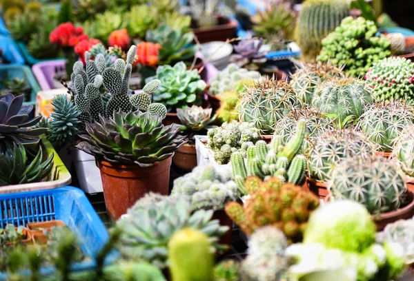 Sukulentní rostlina a barevný kaktus v hrnec různé typy — Stock fotografie