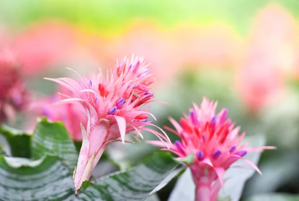 Piękny Bromelia różowy kwiat w ogrodzie i kolorowych roślin bac — Zdjęcie stockowe