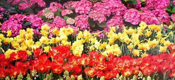 Bunte Tulpen Blumenschmuck im Garten / schöne Tüll — Stockfoto