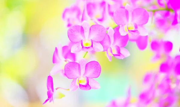 Hermosa flor de orquídea púrpura decorar la naturaleza colorido en el s — Foto de Stock