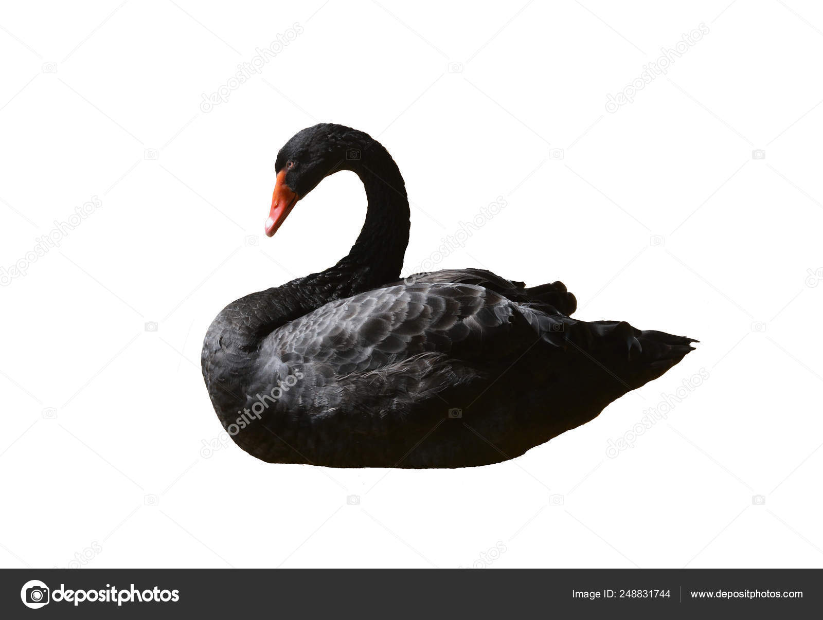Black swan isolated white background Stock Photo by ©poringdown@gmail.com 248831744