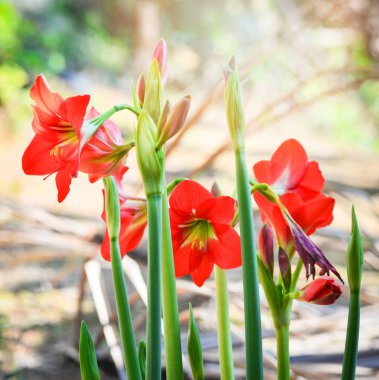 Kırmızı Amaryllis çiçekler bahar bahçe çiçek açması 