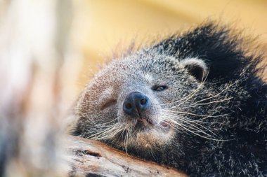Uyku yalan bearcat veya arctictis binturong sakin ol woode üzerinde
