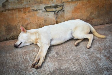 Yalnız köpek evsiz uyku katta sokak / hayvan üzgün sl köpek