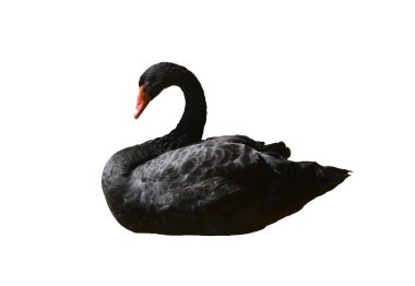 black swan isolated on white background  clipart