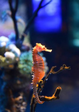 Denizatı sevimli deniz hayvan / güzel turuncu deniz atı Yüzme u