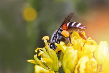 Yakından sarı çiçekler üzerinde böcek arı polen honeyb için toplar