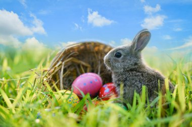 Paskalya tavşanı ve Paskalya yumurtaları yeşil çimenlerin üzerinde çayır ve bl bahar